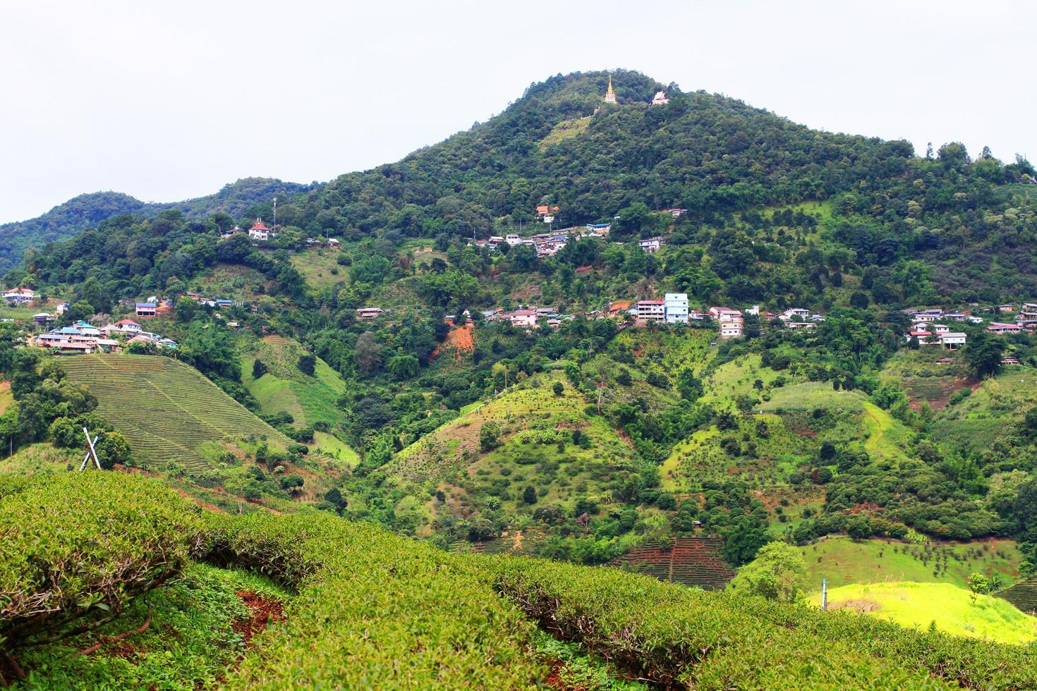 colina tribu pueblo y té plantación en amanecer en el montaña y bosque es muy hermosa ver en Chiang Rai provincia, tailandia foto