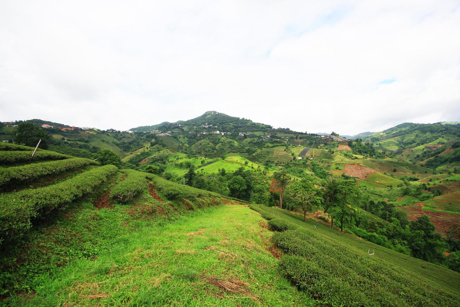 té plantación en amanecer en el montaña y bosque en lluvia temporada es muy hermosa ver en Chiang Rai provincia, tailandia foto