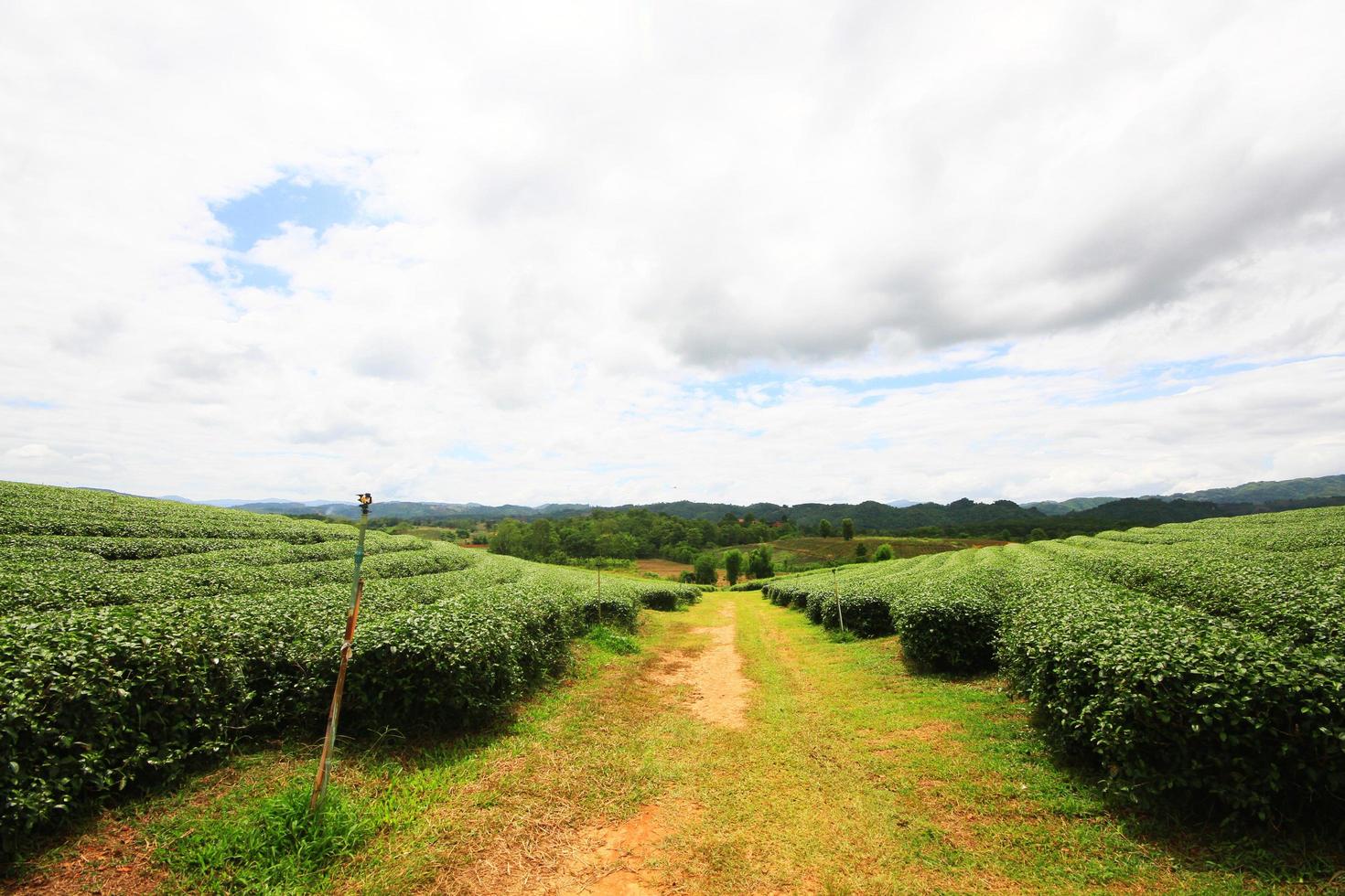 Tea Plantation in sunrise on the mountain and forest in rain season is very beautiful view in Chiangrai Province, Thailand. photo