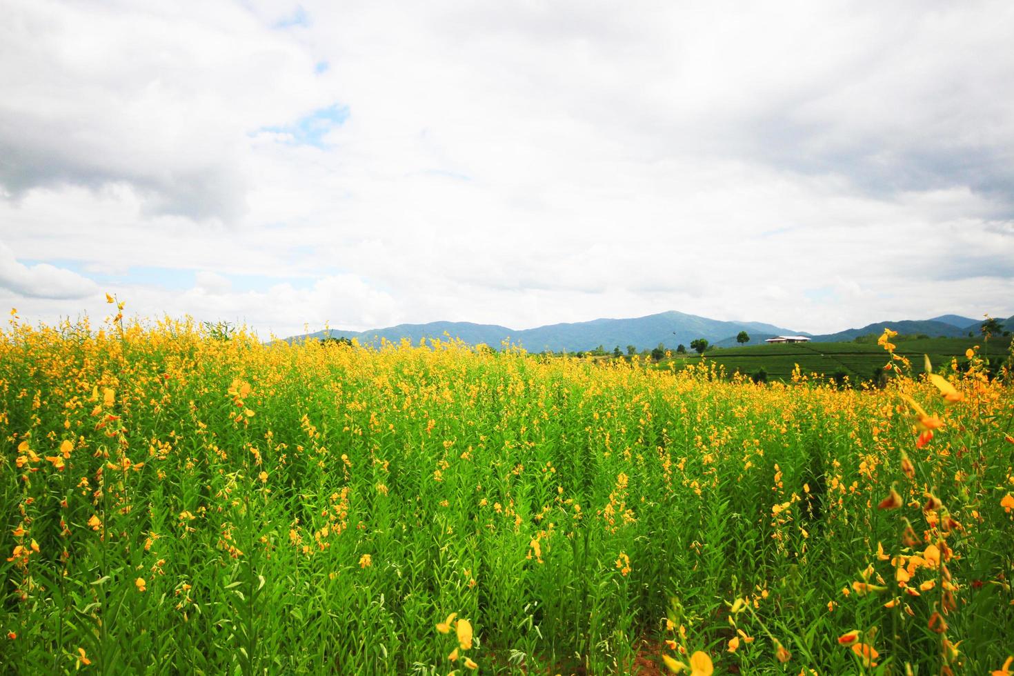 Beautiful yellow Sun hemp flowers or Crotalaria juncea farm on the mountain in Thailand.A type of legume. photo
