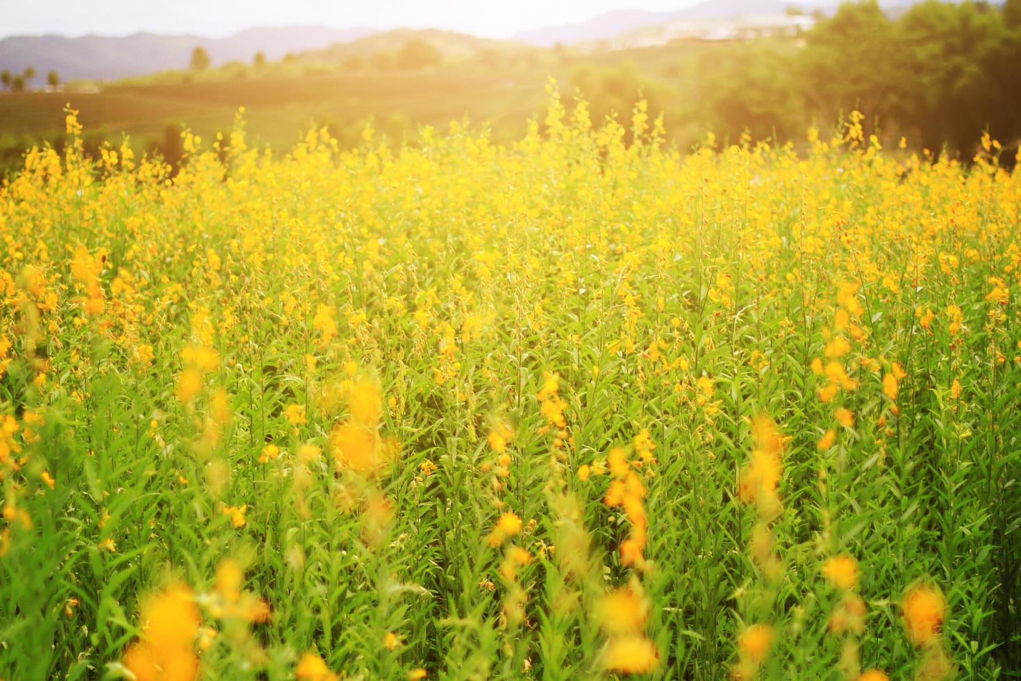 Beautiful yellow Sun hemp flowers or Crotalaria juncea farm in beautiful sunlight on the mountain in Thailand.A type of legume. photo