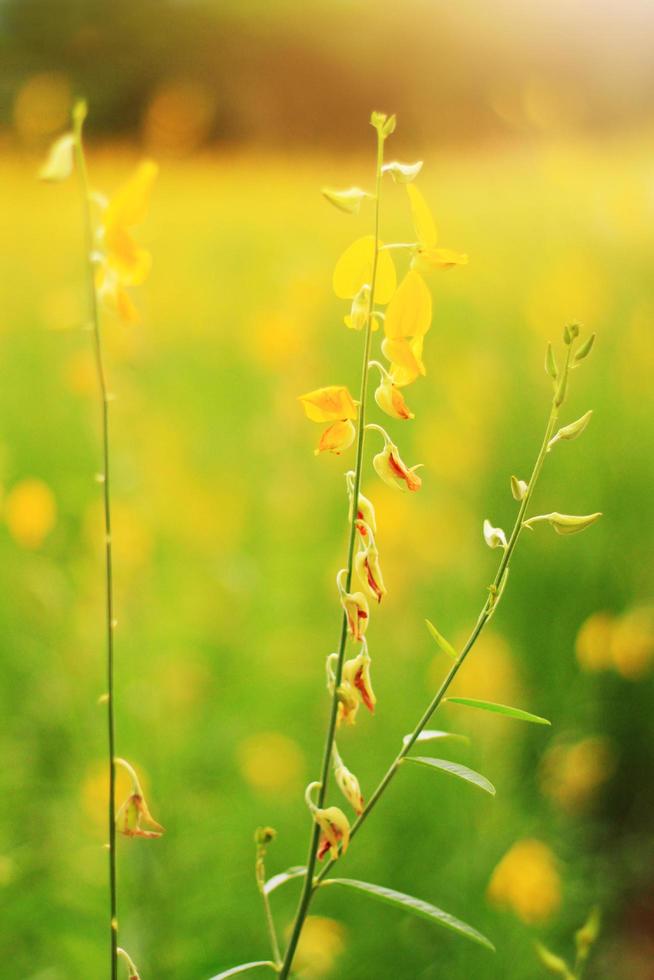 hermosa amarillo Dom cáñamo flores o crotalaria juncea granja en hermosa luz de sol en el montaña en tailandia.a tipo de legumbre. foto