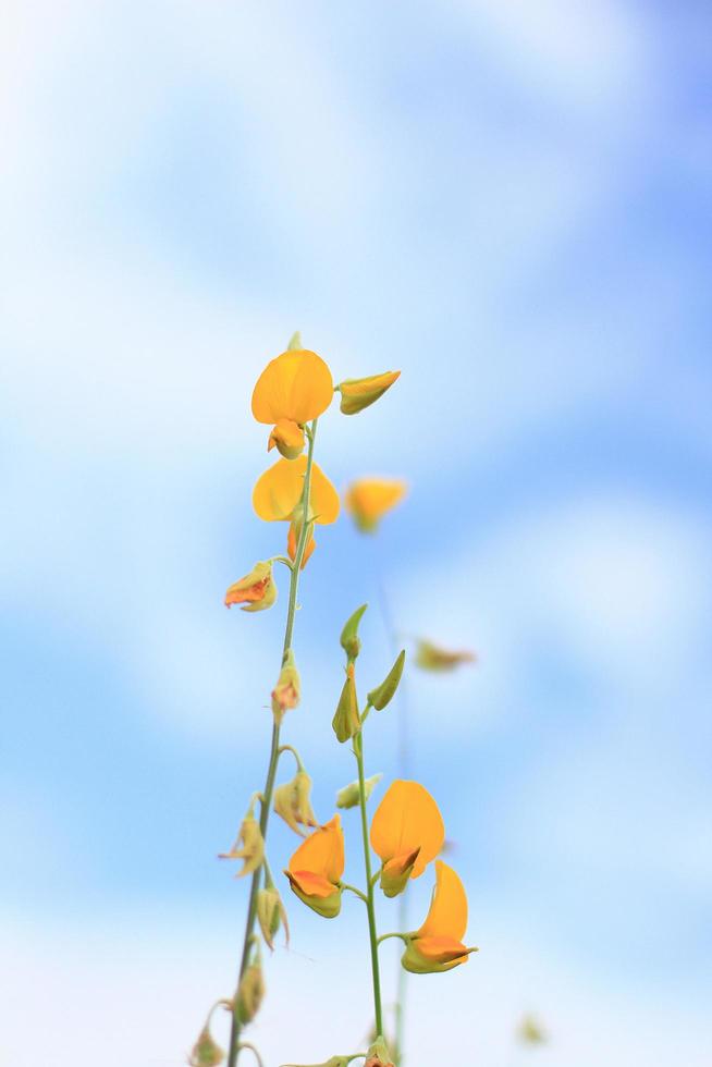 Beautiful yellow Sun hemp flowers or Crotalaria juncea farm in beautiful sunlight on the mountain in Thailand.A type of legume. photo