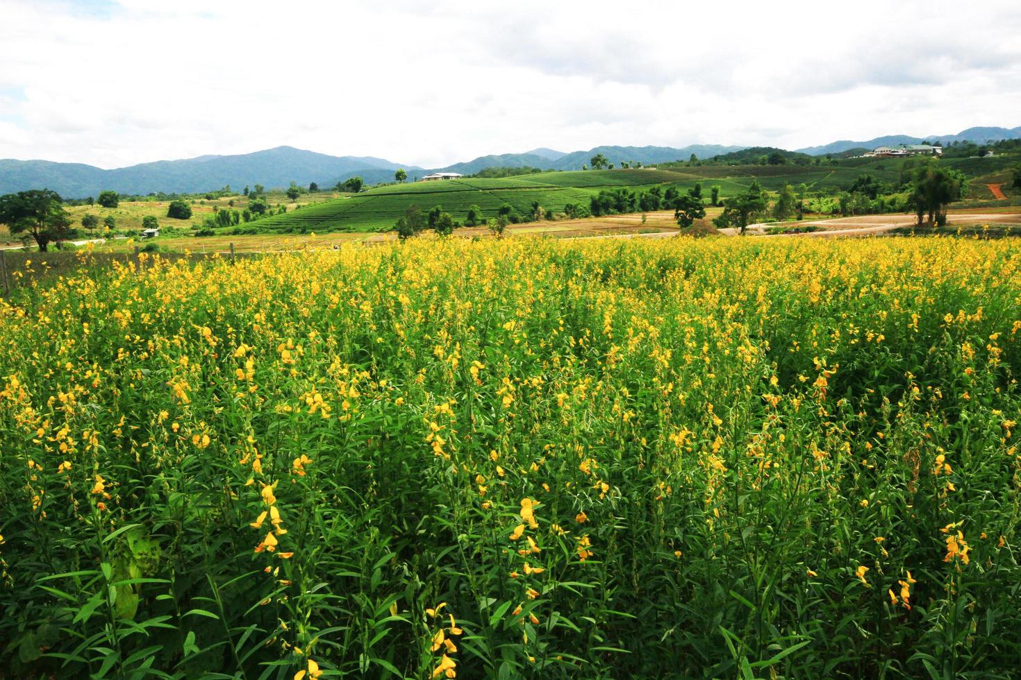 Beautiful yellow Sun hemp flowers or Crotalaria juncea farm on the mountain in Thailand.A type of legume. photo