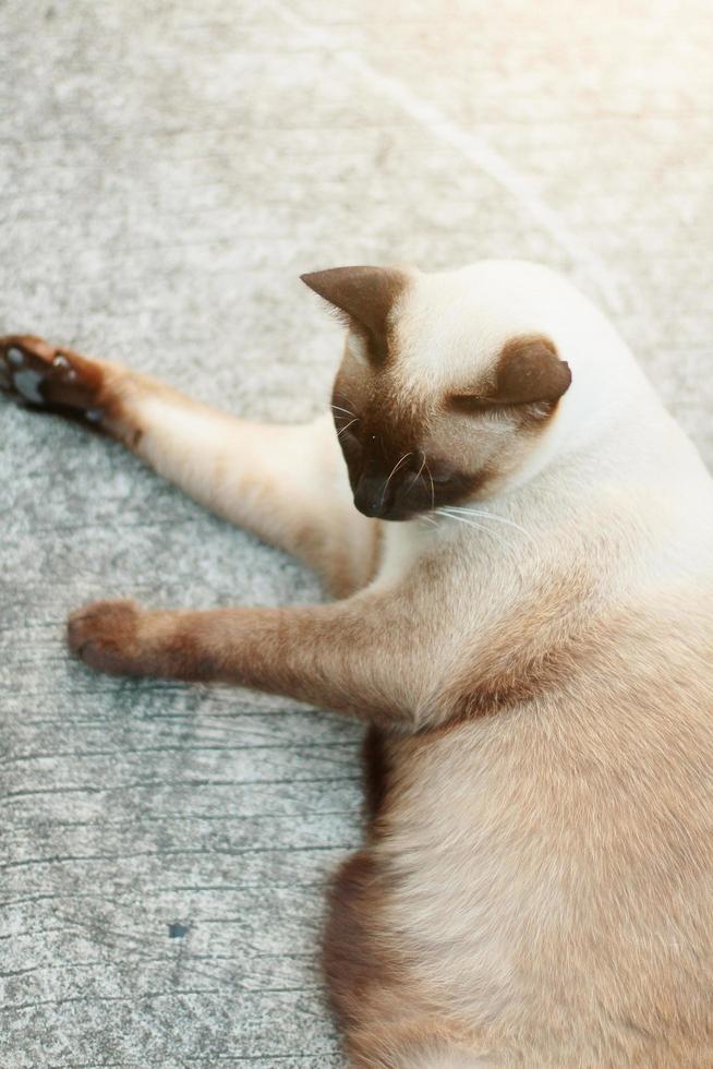 Cute Siamese cats enjoy and sit on concrete floor with natural in garden photo