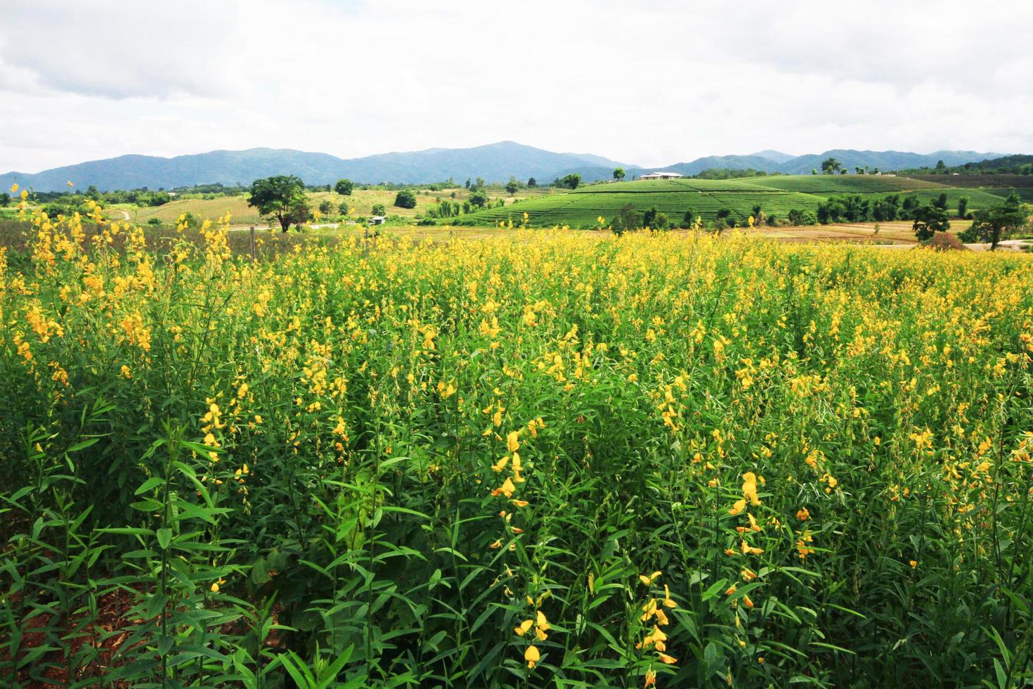 Beautiful yellow Sun hemp flowers or Crotalaria juncea farm on the mountain in Thailand.A type of legume. photo