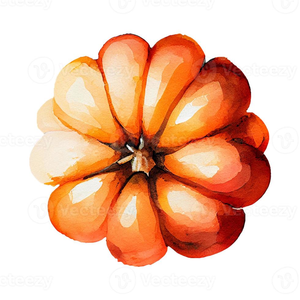 Watercolor Orange Pumpkins Illustration. Top View. Isolated object on white background. photo