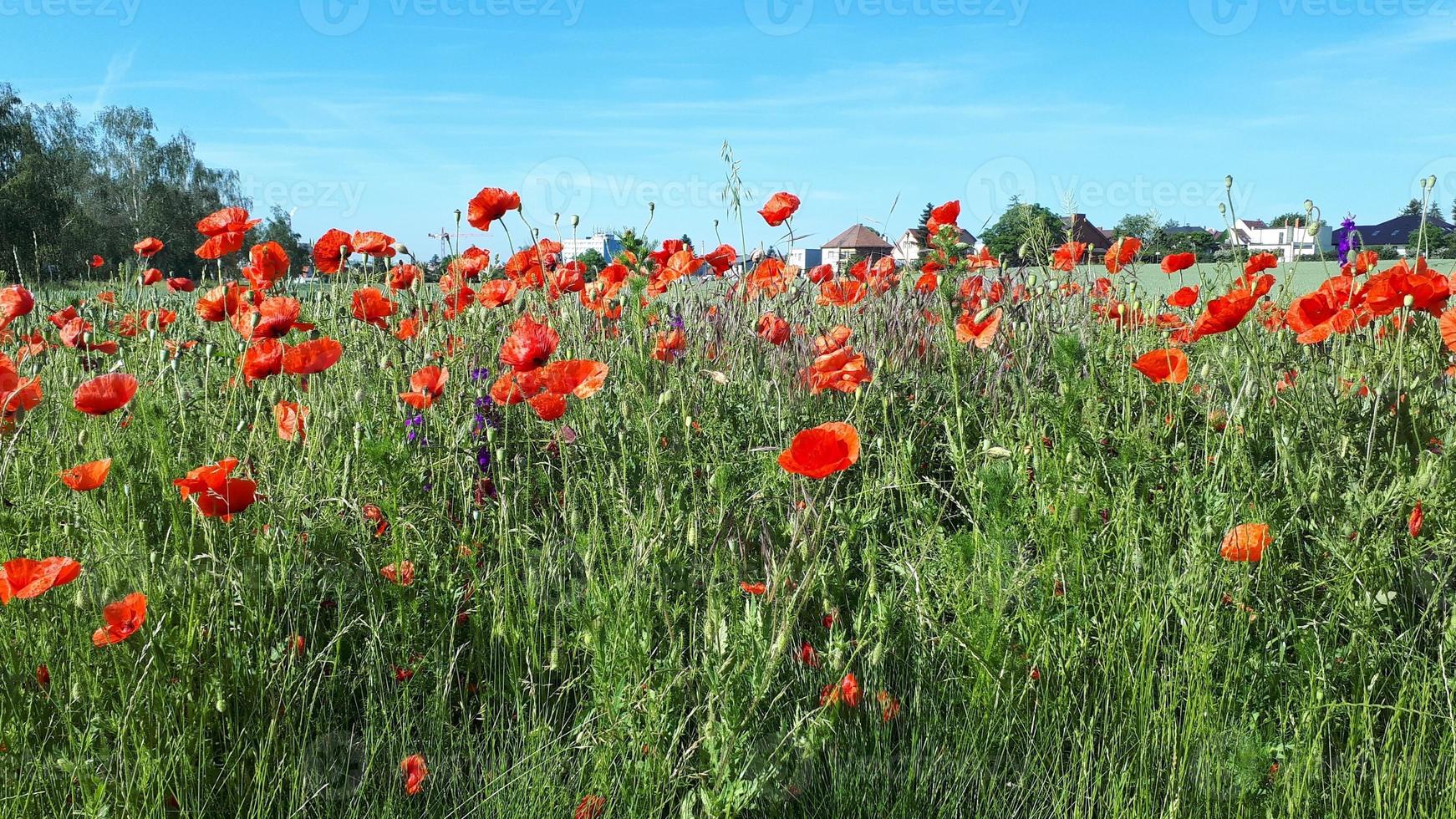 Country landscape. Poppy field with red poppies on the background of village houses photo