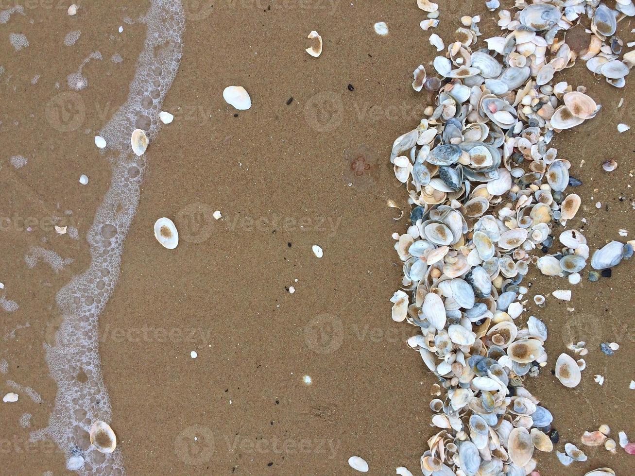Pattern of Seashells on the sand, textured background. Sea shells on the beach of the Baltic sea. photo