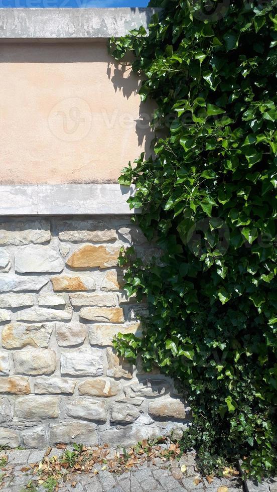 Green ivy leaves curls up the gray plaster wall. Textured background of leaves. Green plant wall texture for backdrop design and eco wall and die-cut for artwork. Old plaster wall with cracks. photo