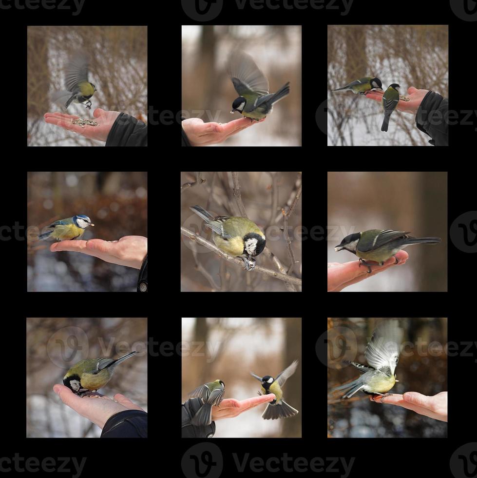 titmouse on hand in winter in the park photo