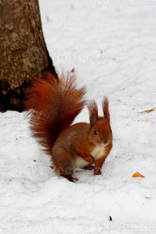 red squirrel on white snow in winter park photo