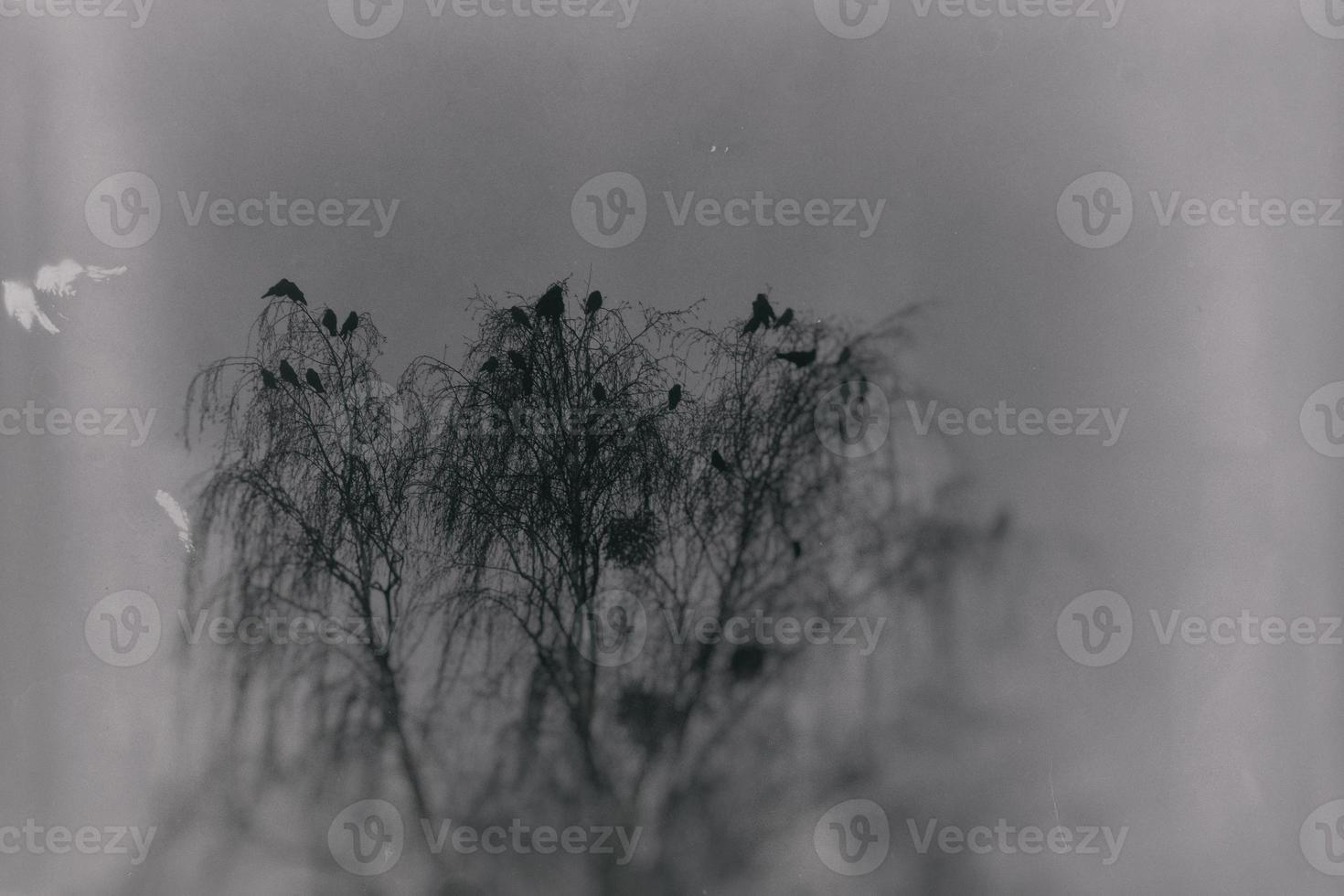 a gothic photograph of black birds sitting on a leafless birch photo