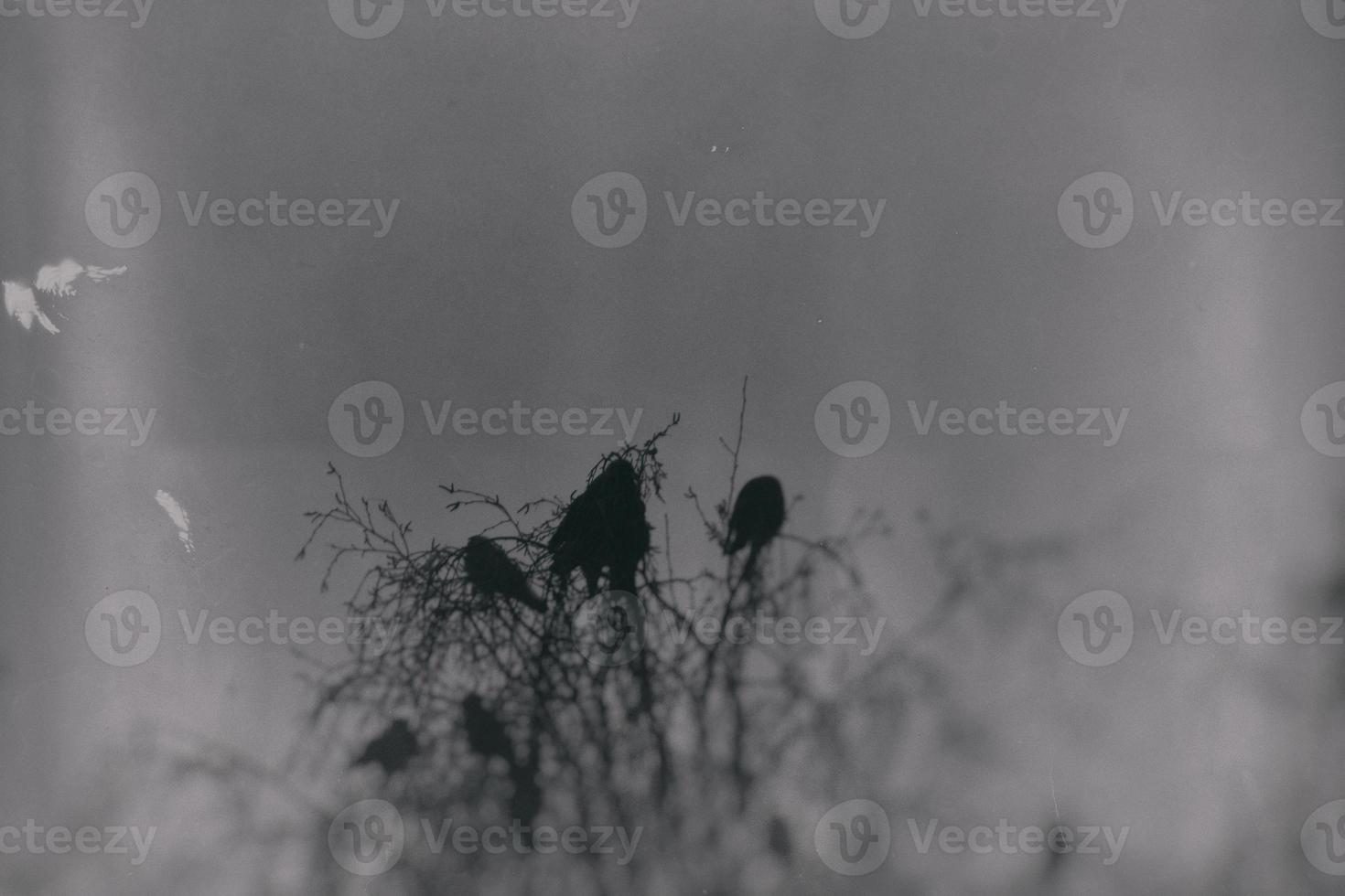 a gothic photograph of black birds sitting on a leafless birch photo