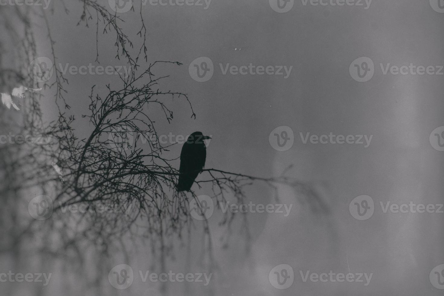 a gothic photograph of black birds sitting on a leafless birch photo