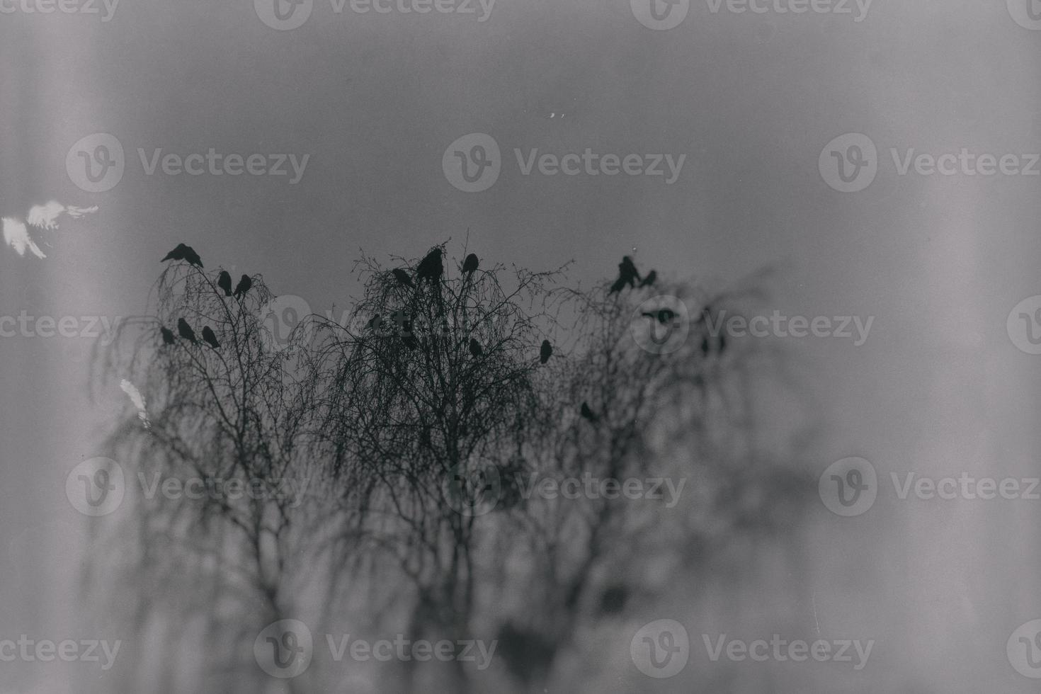 a gothic photograph of black birds sitting on a leafless birch photo