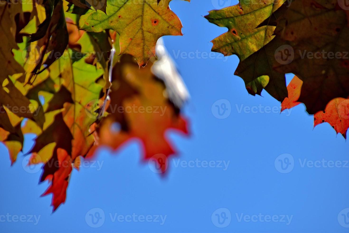 red autumn background of oak leaves on a blue sky background photo