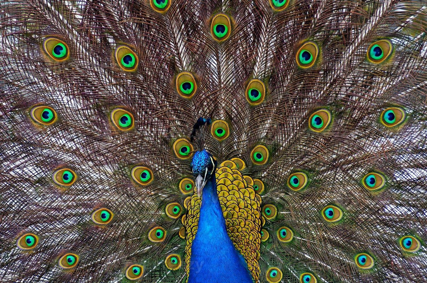 male peacock on a background of colored feathers photo