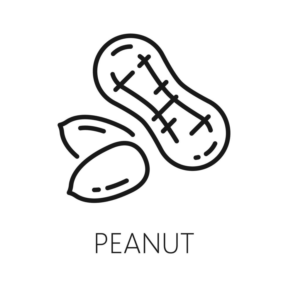 Outline goober nut in husk, groundnut or peanut vector