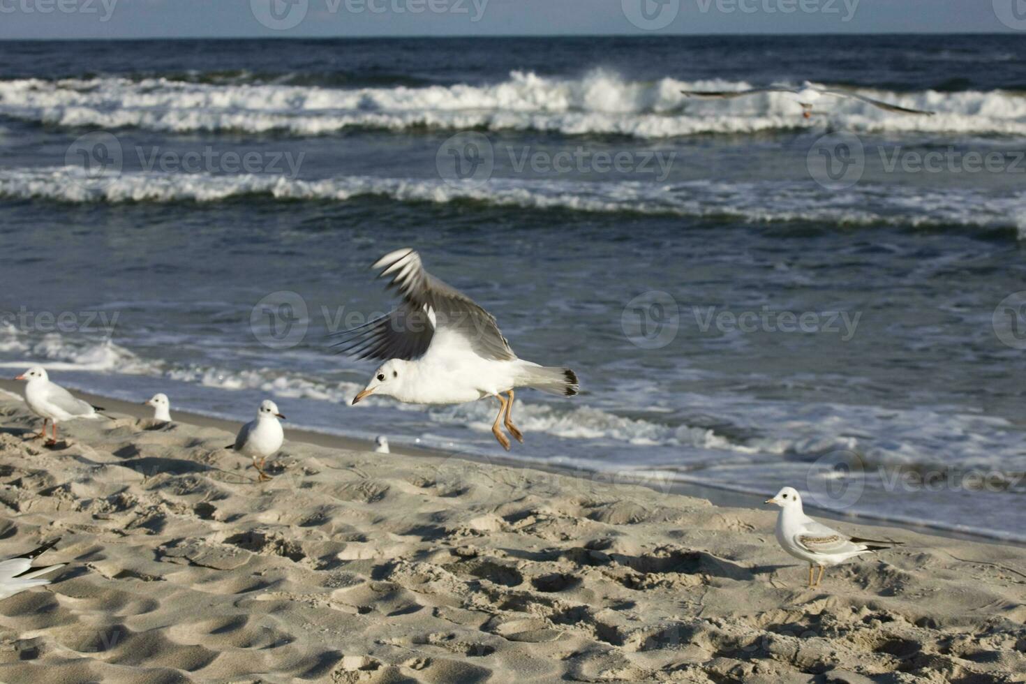 playing gulls on a spring beach at the Baltic Sea photo