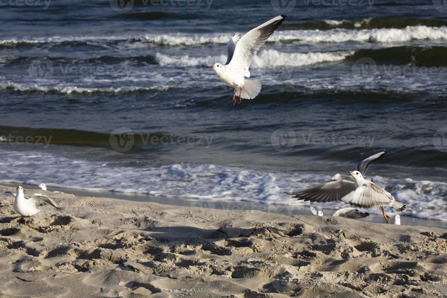 playing gulls on a spring beach at the Baltic Sea photo