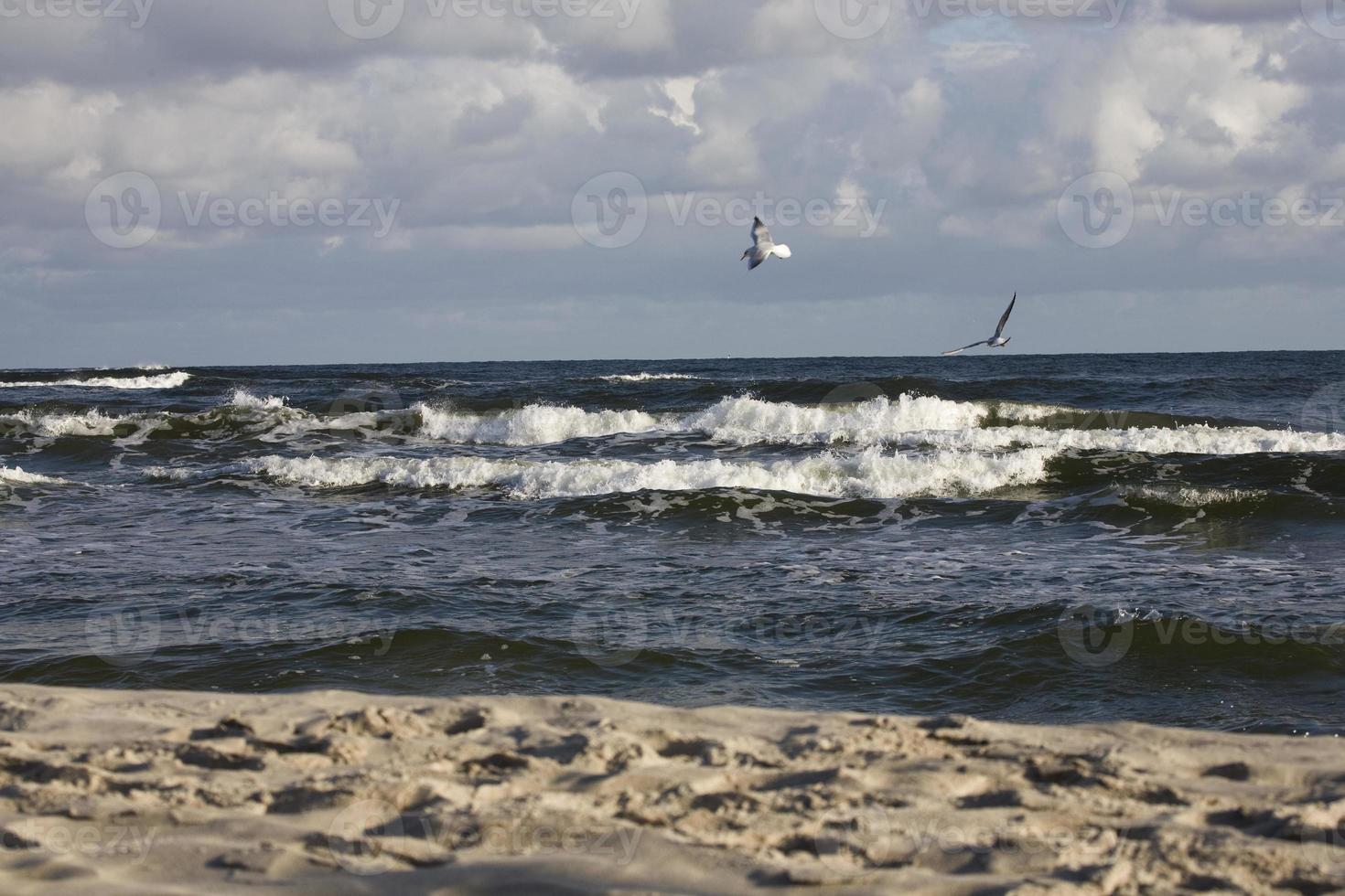 jugando gaviotas en un primavera playa a el báltico mar foto