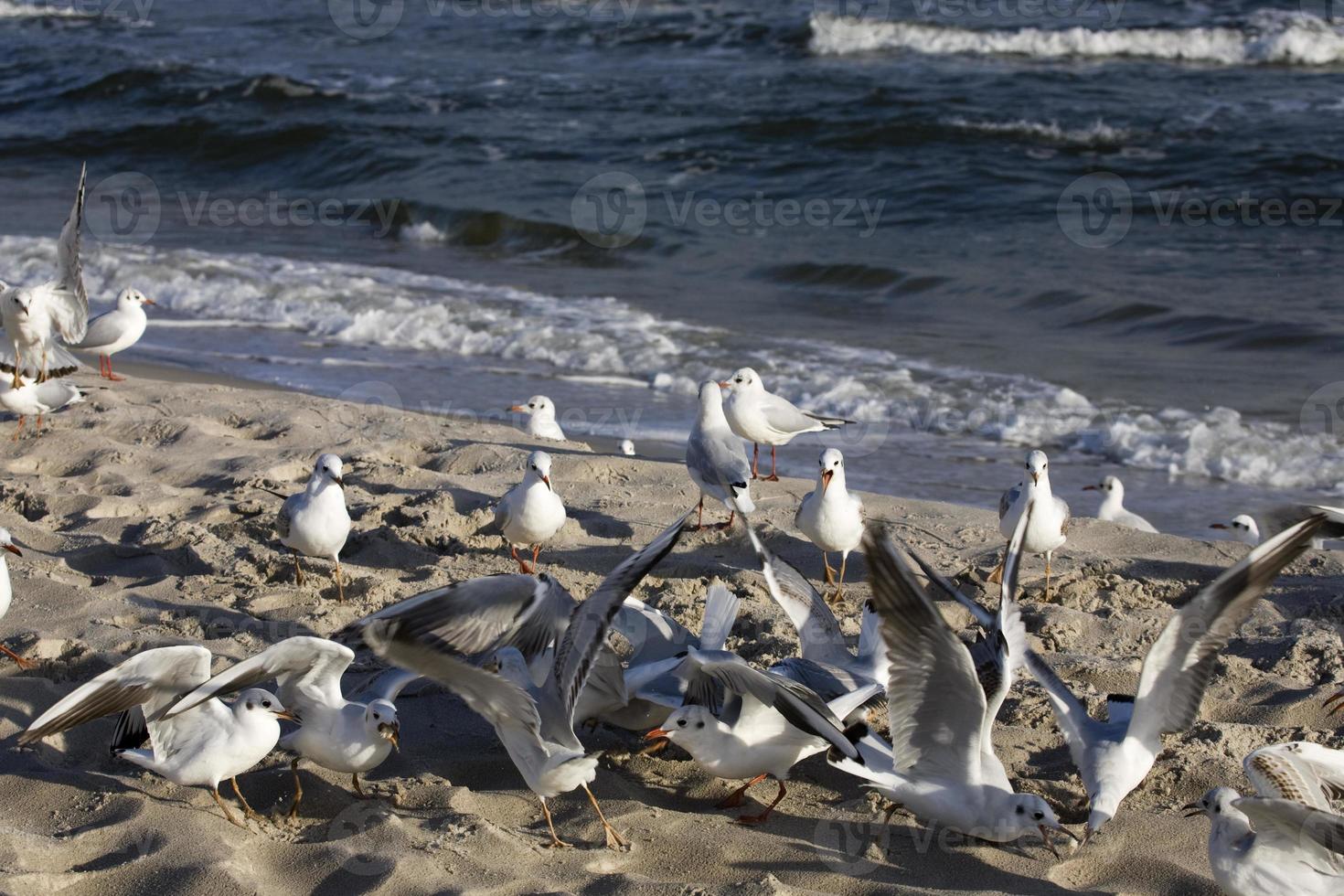 playing gulls on a spring beach at the Baltic Sea photo