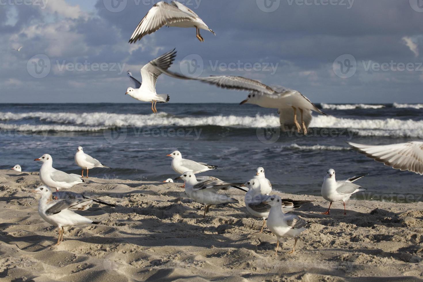 playing gulls on a spring beach at the Baltic Sea photo