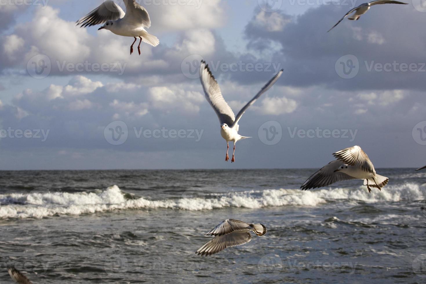 playing gulls on a spring beach at the Baltic Sea photo