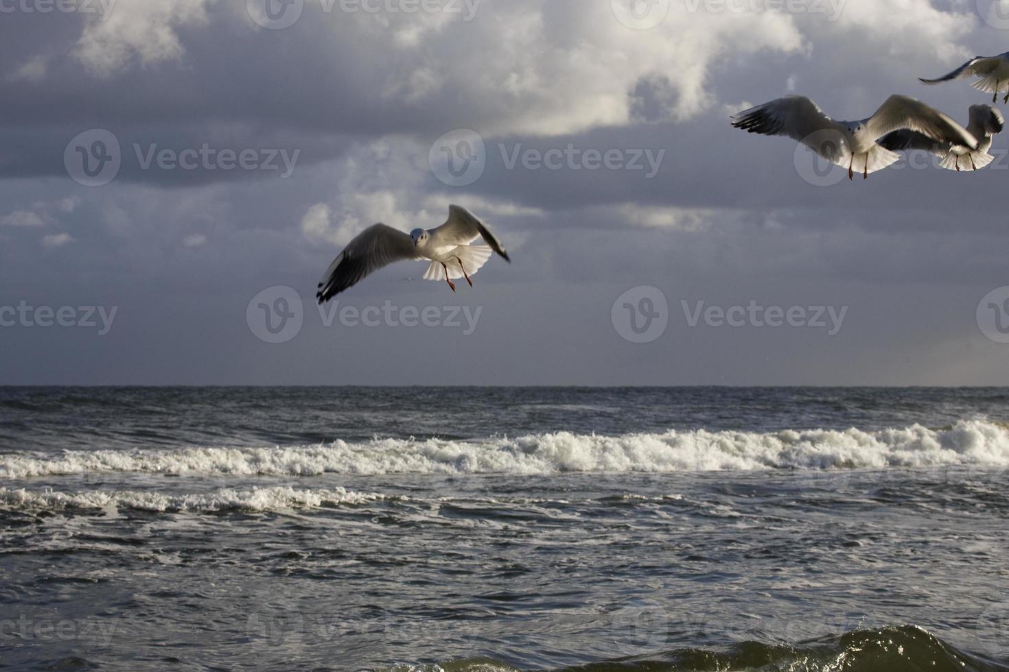 playing gulls on a spring beach at the Baltic Sea photo