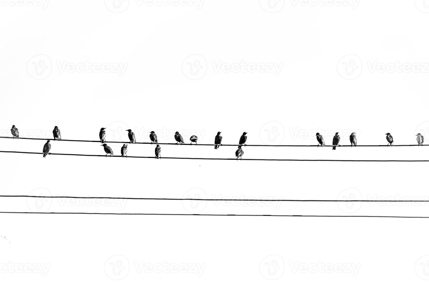 wild black big birds sitting on a high voltage line on white isolated background photo