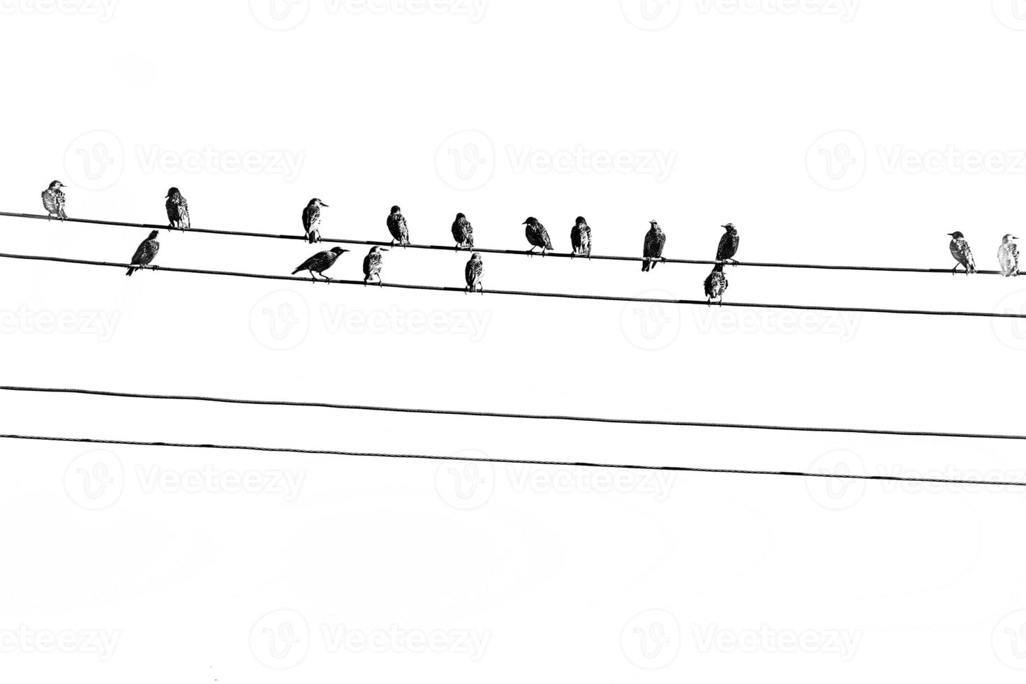 wild black big birds sitting on a high voltage line on white isolated background photo