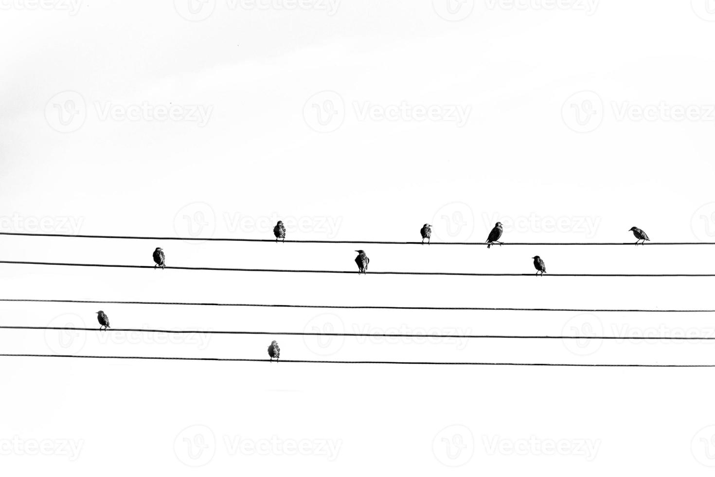 wild black big birds sitting on a high voltage line on white isolated background photo