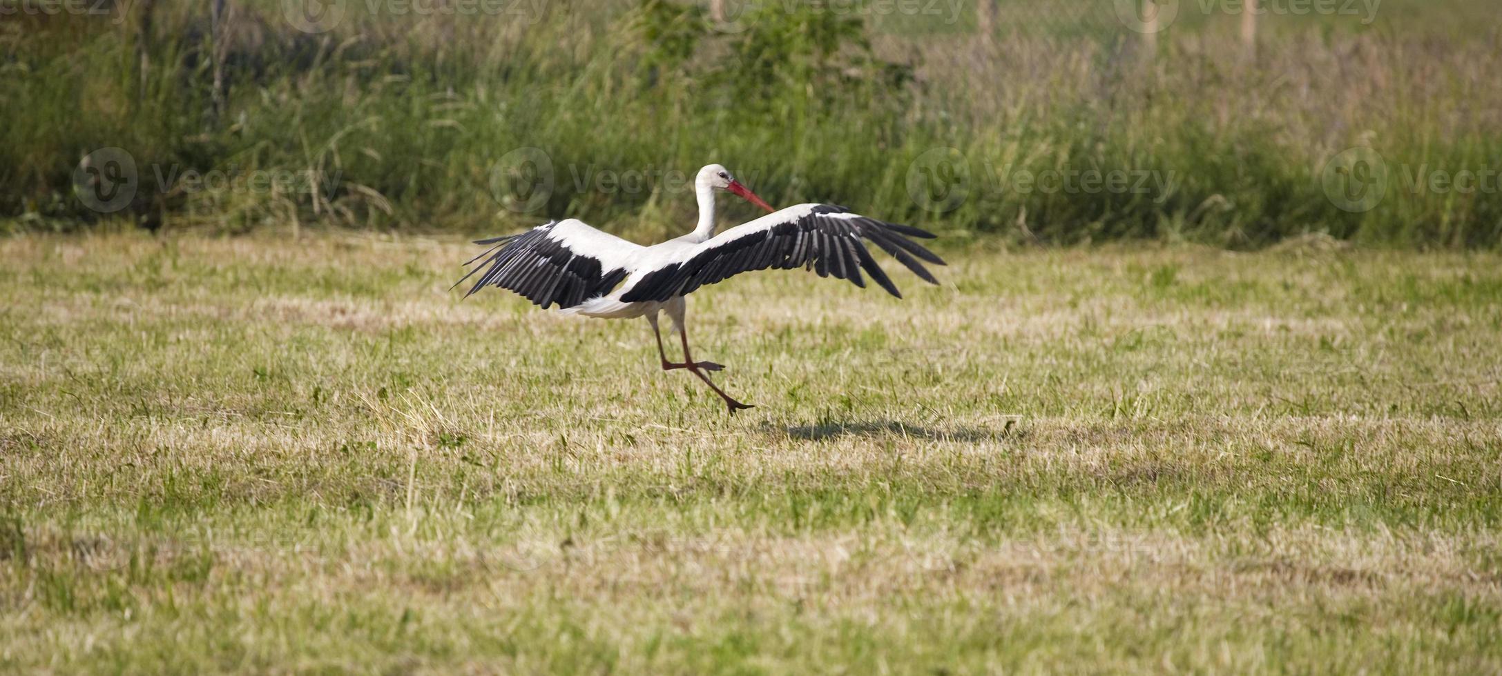 stork on the meadow in summer photo