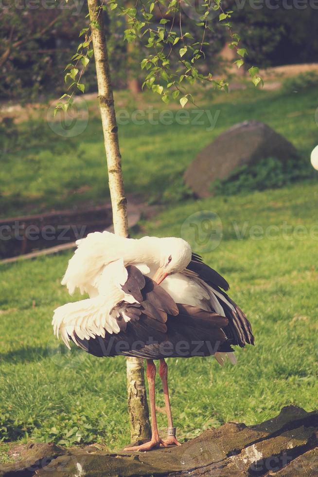 stork on the meadow in summer photo