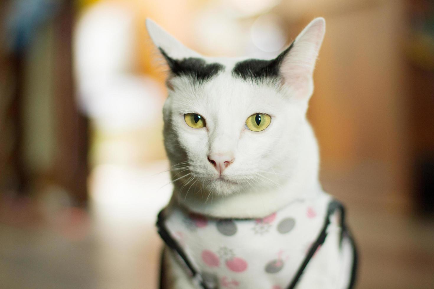 White cat enjoy and sitting on wooden floor. photo