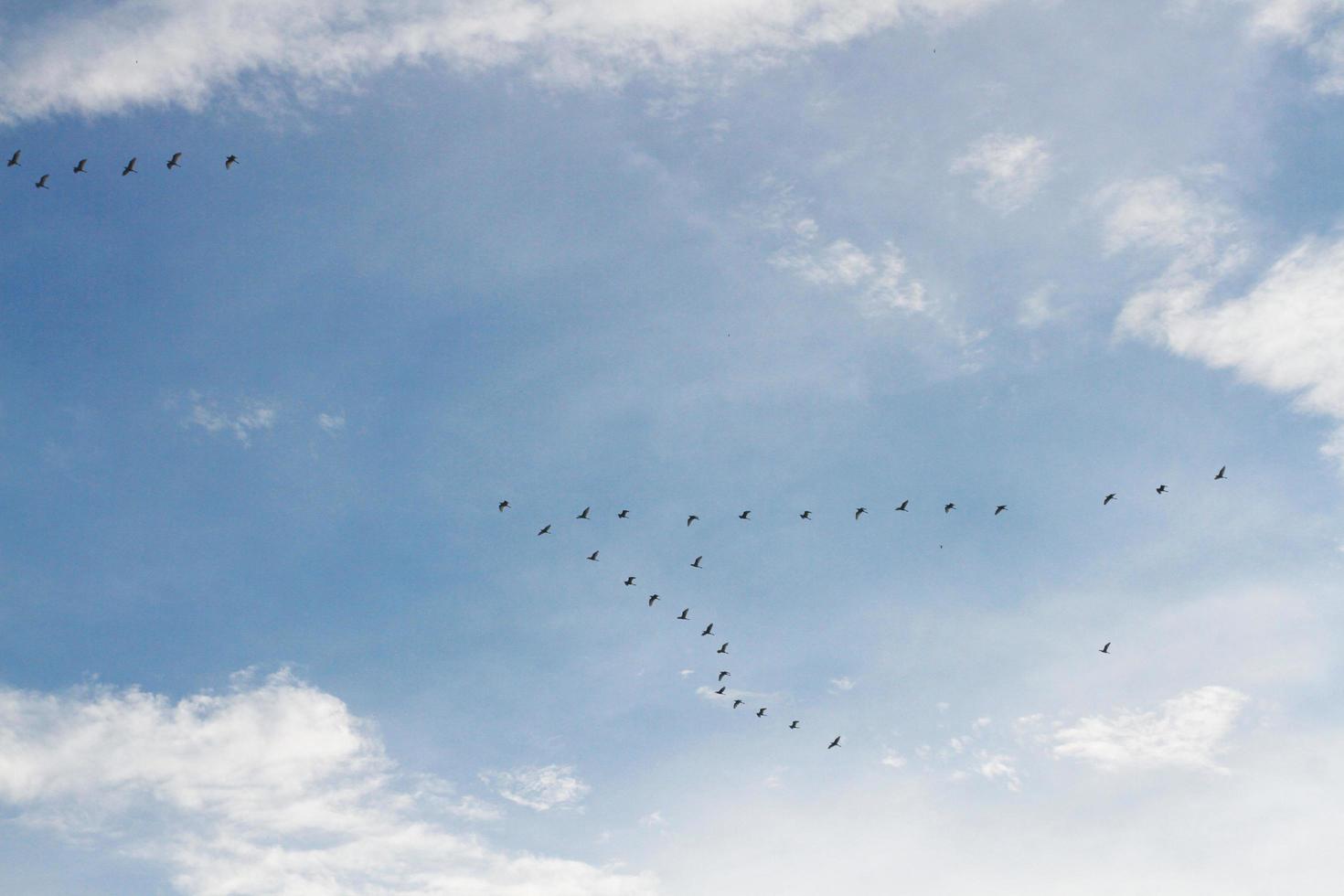 Flocks of bird flying on blue sky photo