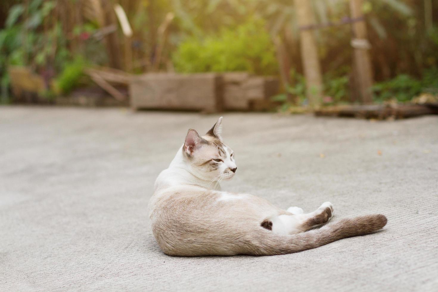 Grey striped cat enjoy with beautiful flowers in garden photo