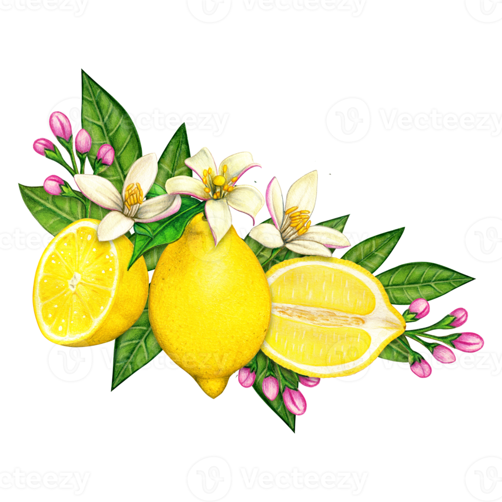 watercolor elegant lemon compositions png