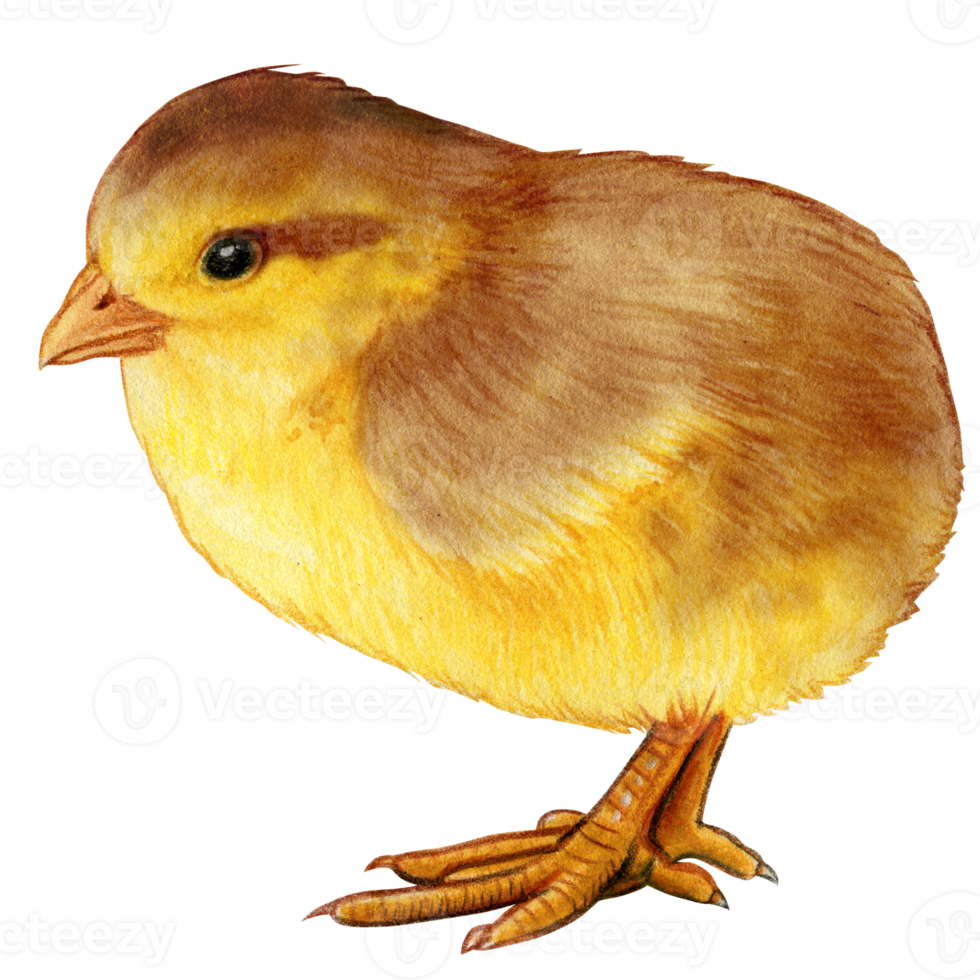 acuarela realista pequeño pollo recién nacido png