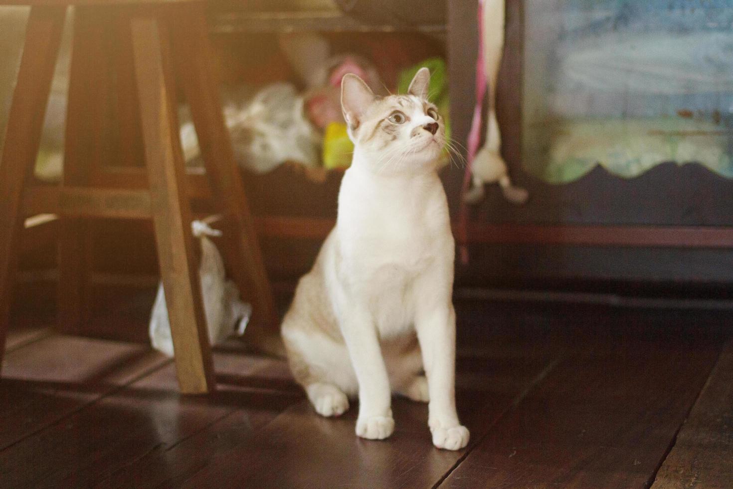 Grey striped cat enjoy and sit on terrace wit beautiful sunlight photo