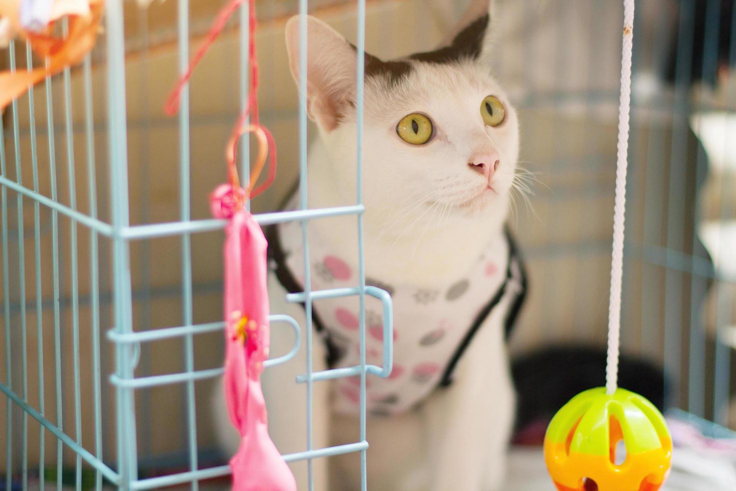 White cat enjoy and sitting in cage box with beautiful sunlight photo