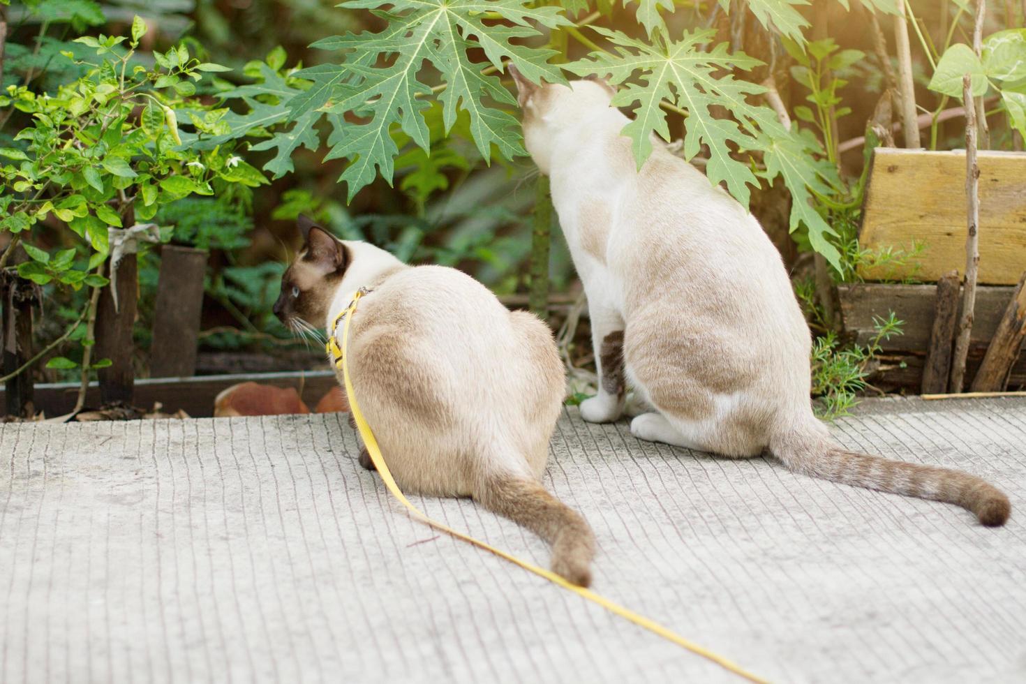 Siamese cat and Grey striped cat enjoy with beautiful flowers in garden photo