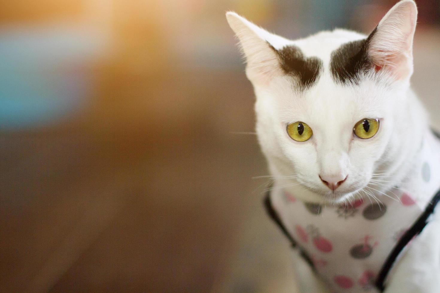 White cat enjoy and sitting on wooden floor. photo