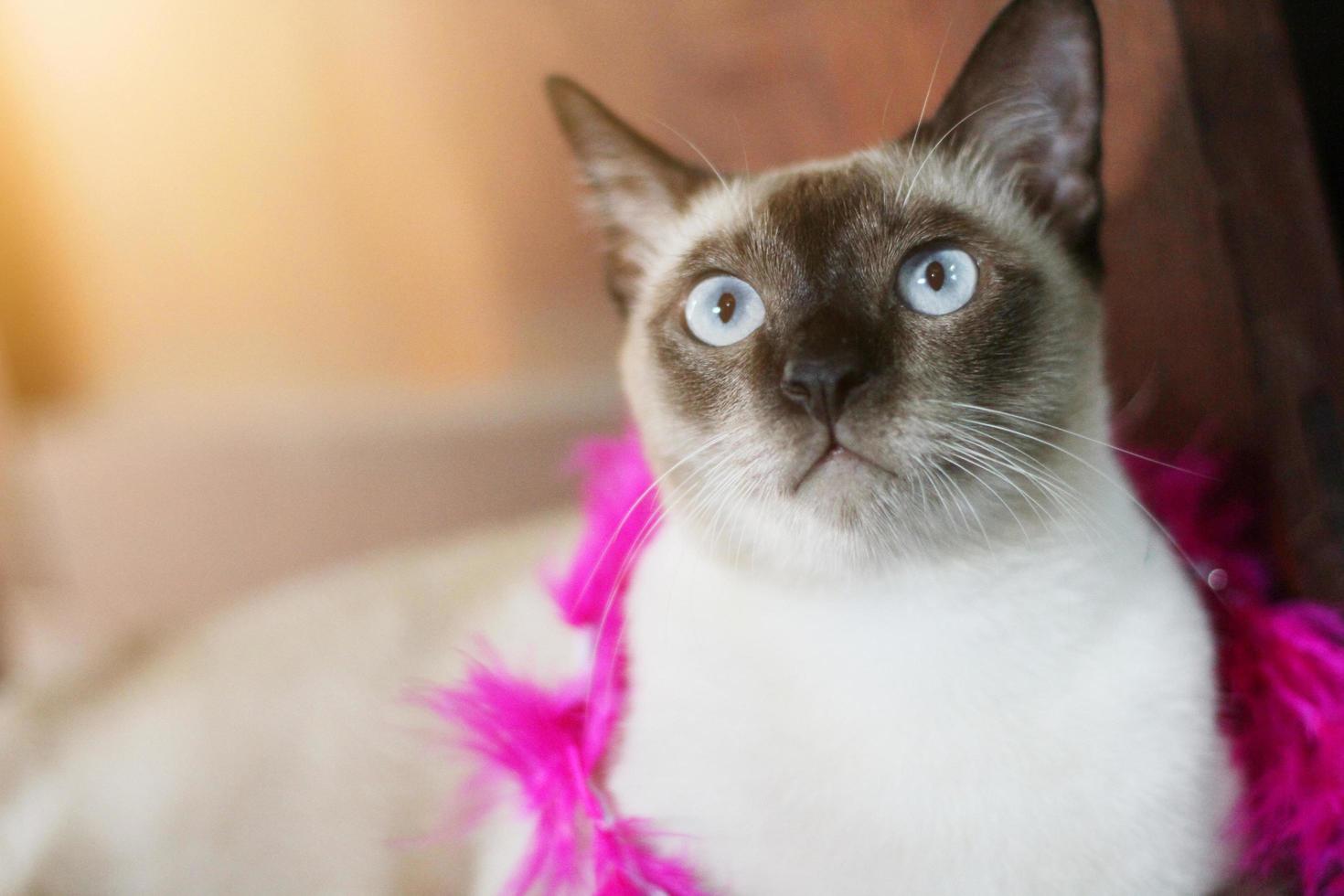 Siamese cat enjoy and relax on wooden floor with natural sunlight photo