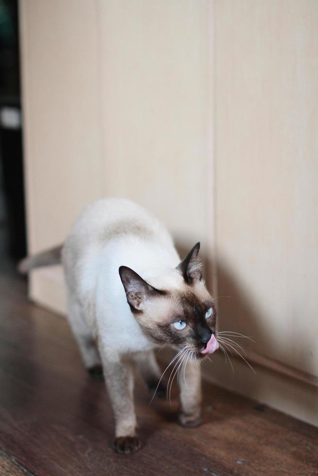 Siamese cat walking and hungry photo