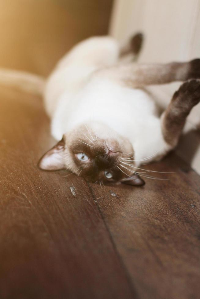 siamés gato disfrutar y relajarse en de madera piso con natural luz de sol foto