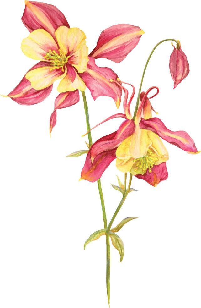 acuarela mano dibujado fucsia y amarillo aquilegia aislado ilustración vector