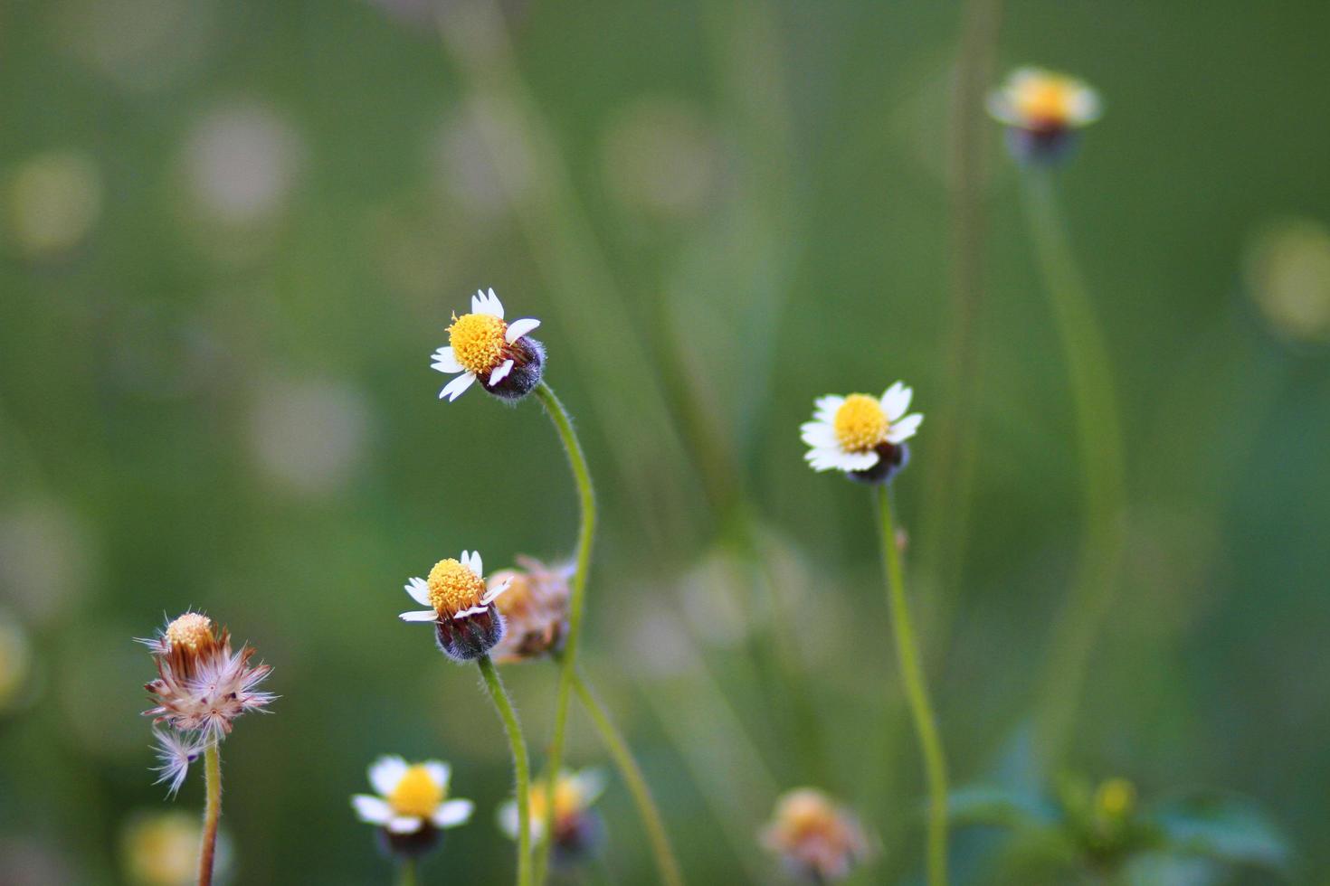 Beautiful wild Camomile grass flowers in the meadow with natural sunlight. photo