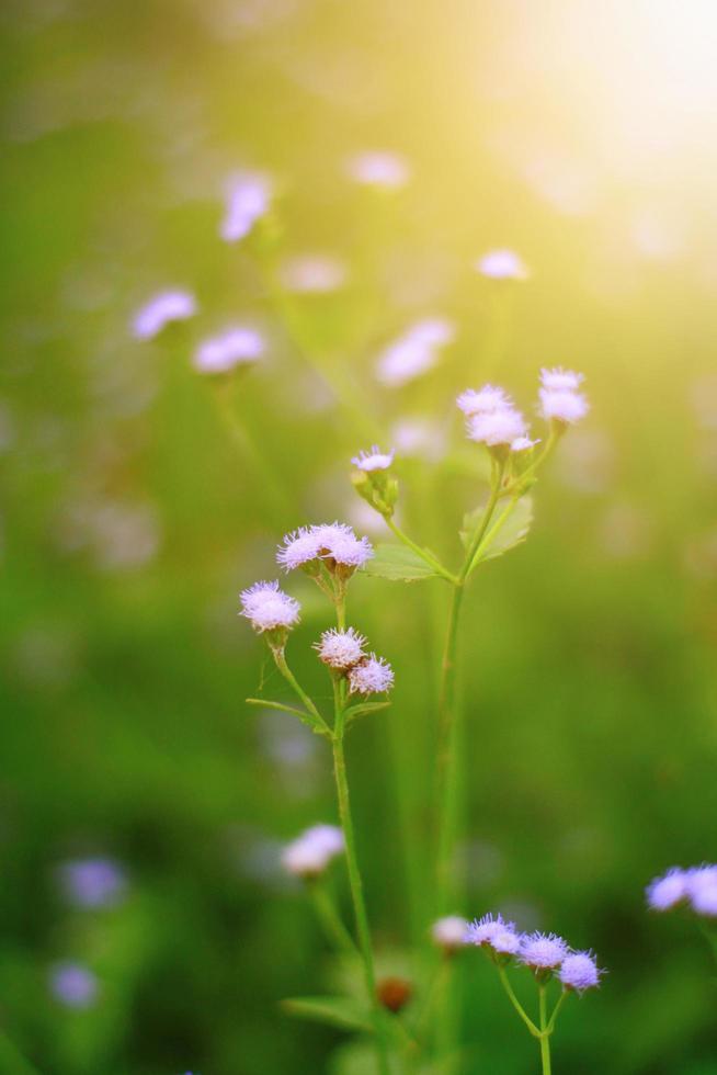 Beautiful wild purple grass flowers in the meadow with sunlight. Billygoat-weed, Chick weed or Ageratum conyzoides is herb plants photo